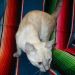 Savannah, F-7B, Snow, female, DOB 6-8-17