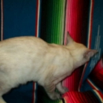 Savannah, F-7B, Snow, female, DOB 6-8-17