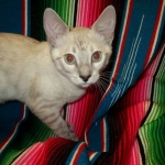 Savannah, F-7B, Snow, female, DOB 6-8-17