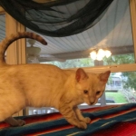 Savannah, F-7B, Snow, female, DOB 6-8-17