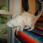 Savannah, F-7B, Snow, female, DOB 6-8-17