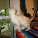 Savannah, F-7B, Snow, female, DOB 6-8-17