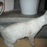 Savannah, F-7B, Snow, female, DOB 6-8-17