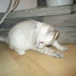 Savannah, F-7B, Snow, female, DOB 6-8-17