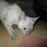 Savannah, F-7B, Snow, female, DOB 6-8-17