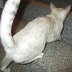 Savannah, F-7B, Snow, female, DOB 6-8-17