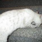 Savannah, F-7B, Snow, female, DOB 6-8-17