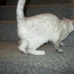 Savannah, F-7B, Snow, female, DOB 6-8-17