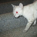 Savannah, F-7B, Snow, female, DOB 6-8-17