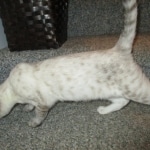 Savannah, F-7B, Snow, female, DOB 6-8-17