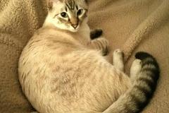 Isa Savannah, F-7B, Snow Female #2, DOB 6-8-17