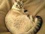 Isa Savannah, F-7B, Snow Female #2, DOB 6-8-17