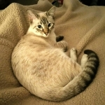 Isa, Savannah, F-7B, Snow, female, DOB 6-8-17