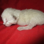 Savannah, F-7B, Snow, female, DOB 6-8-17