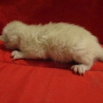 Savannah, F-7B, Snow, female, DOB 6-8-17