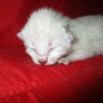 Savannah, F-7B, Snow, female, DOB 6-8-17