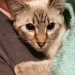 Isa, Savannah, F-7B, Snow, female, DOB 6-8-17