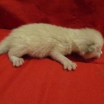 Savannah, F-7B, Snow, female, DOB 6-8-17