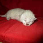 Savannah, F-7B, Snow, female, DOB 6-8-17