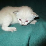 Savannah, F-7B, Snow, female, DOB 6-8-17