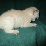 Savannah, F-7B, Snow, female, DOB 6-8-17