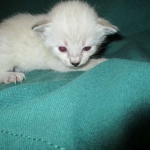 Savannah, F-7B, Snow, female, DOB 6-8-17