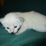 Savannah, F-7B, Snow, female, DOB 6-8-17