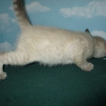 Savannah, F-7B, Snow, female, DOB 6-8-17