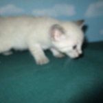 Savannah, F-7B, Snow, female, DOB 6-8-17