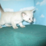 Savannah, F-7B, Snow, female, DOB 6-8-17