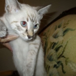 Savannah, F-7B, Snow, female, DOB 6-8-17