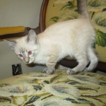 Savannah, F-7B, Snow, female, DOB 6-8-17