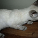 Savannah, F-7B, Snow, female, DOB 6-8-17