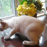 Savannah, F-7B, Snow, female, DOB 6-8-17