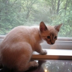 Savannah, F-7B, Snow, female, DOB 6-8-17