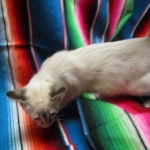 Savannah, F-7B, Snow, female, DOB 6-8-17