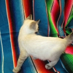 Savannah, F-7B, Snow, female, DOB 6-8-17