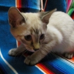 Savannah, F-7B, Snow, female, DOB 6-8-17