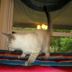 Savannah, F-7B, Snow, female, DOB 6-8-17