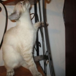 Savannah, F-7B, Snow, female, DOB 6-8-17