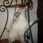 Savannah, F-7B, Snow, female, DOB 6-8-17