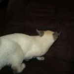 Savannah, F-7B, Snow, female, DOB 6-8-17