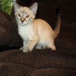 Savannah, F-7B, Snow, female, DOB 6-8-17