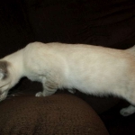 Savannah, F-7B, Snow, female, DOB 6-8-17