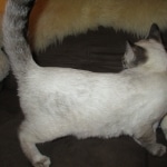 Savannah, F-7B, Snow, female, DOB 6-8-17