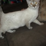 Savannah, F-7B, Snow, female, DOB 6-8-17