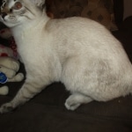 Savannah, F-7B, Snow, female, DOB 6-8-17