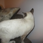 Savannah, F-7B, Snow, female, DOB 6-8-17