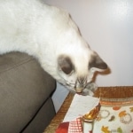 Savannah, F-7B, Snow, female, DOB 6-8-17