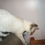 Savannah, F-7B, Snow, female, DOB 6-8-17